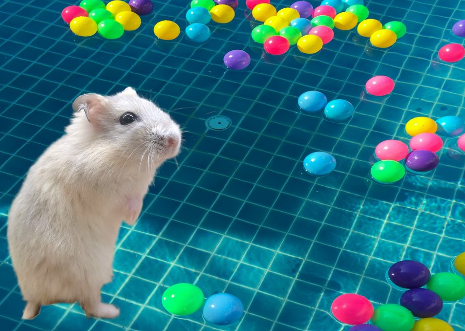 Can Hamsters Swim? The Truth About Hamster Swimming - Wiki Hamster