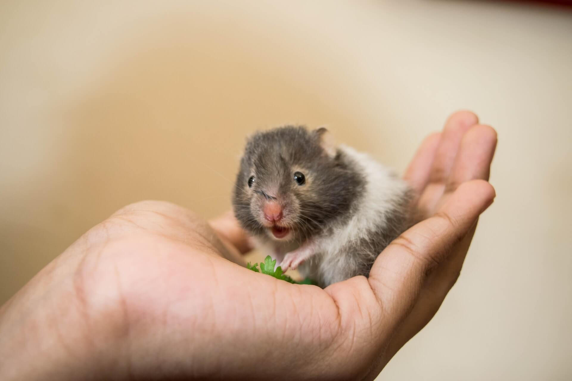 Are Hamsters Affectionate? Can They Feel Love? Wiki Hamster