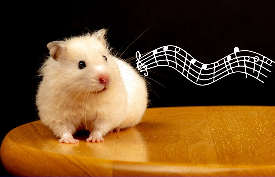 Do Hamsters Like Music? The Truth About Hamsters And Music Wiki Hamster